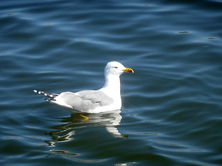 Image showing Seagull On Maspalomas Nature Reserve