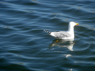 Image showing Seagull On Maspalomas Nature Reserve