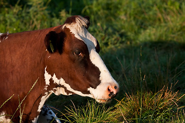 Image showing cow in profile