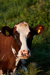 Image showing cows head