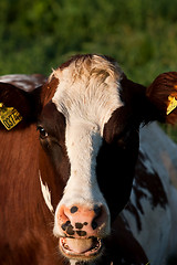 Image showing Cows head