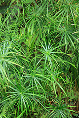 Image showing green natural leaf background