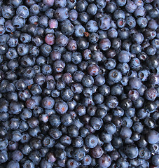 Image showing blueberries