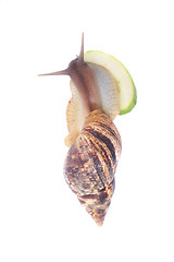 Image showing snail