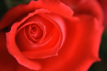 Image showing rose background