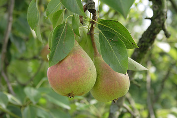 Image showing pears