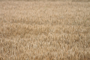 Image showing golden corn field