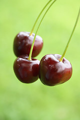 Image showing red cherries