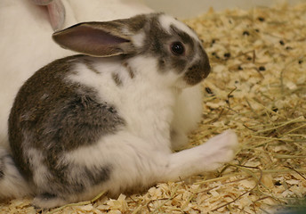 Image showing little rabbit