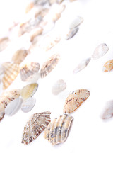 Image showing sea shells