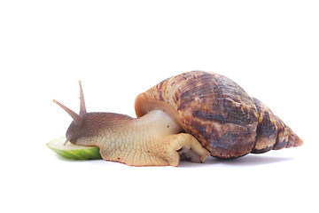 Image showing snail