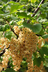 Image showing currant