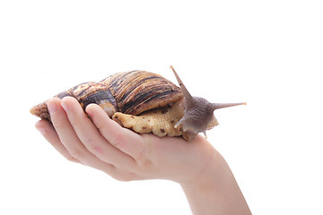 Image showing snail in the hand