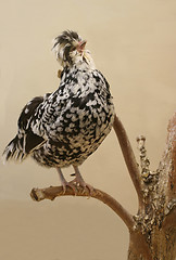 Image showing hen