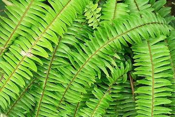 Image showing green natural leaf background