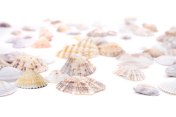 Image showing sea shells