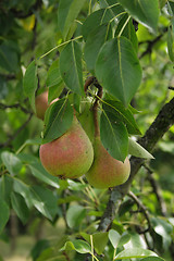 Image showing pears