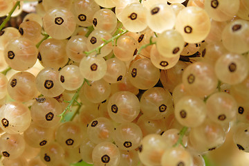 Image showing currant