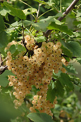 Image showing currant