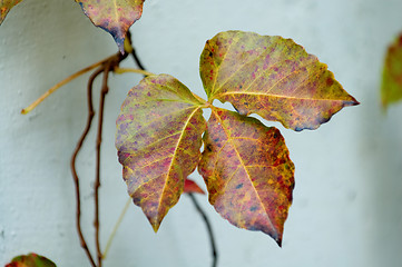 Image showing Details of leaf