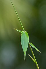 Image showing Detail of bamboo foliage