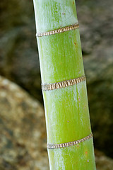 Image showing Bamboo