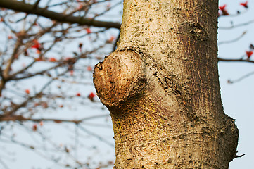 Image showing Tree trunk