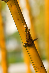 Image showing Bamboo