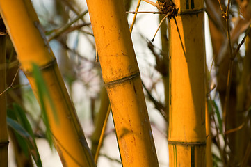 Image showing Bamboo