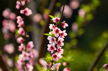 Image showing Wild cherry tree in blossom