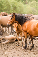 Image showing mare and foal