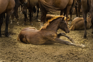 Image showing stud in the herd 