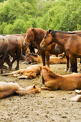 Image showing studs in the herd