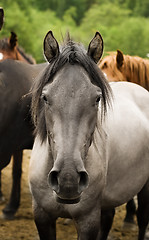 Image showing  horse head