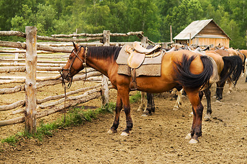 Image showing mount  tethered horses