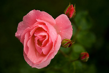 Image showing roses with water drops 