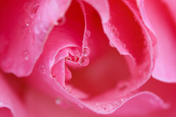 Image showing Rose petal with water drops