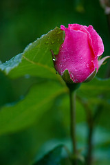 Image showing pink rose bud