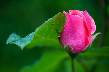 Image showing One small pink rose