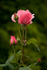 Image showing roses after rain