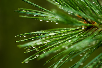 Image showing Pine needle with dewdrops 