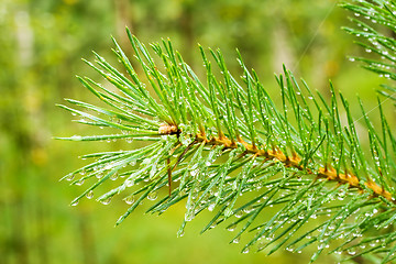 Image showing Pine needle with raindrops