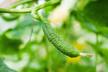 Image showing one green cucumbers growing