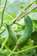 Image showing two green cucumbers