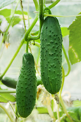 Image showing cucumbers growing on a vine