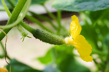 Image showing cucumbers with flower