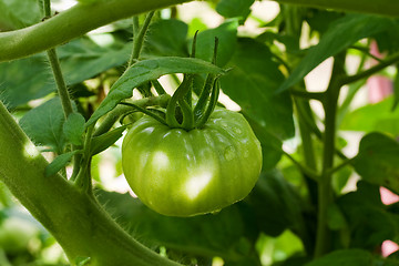 Image showing unripe tomato