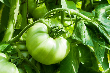 Image showing green tomato growing