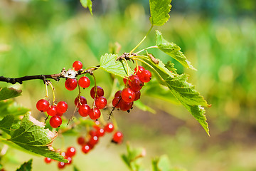 Image showing red currants