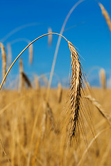 Image showing gold wheat ear